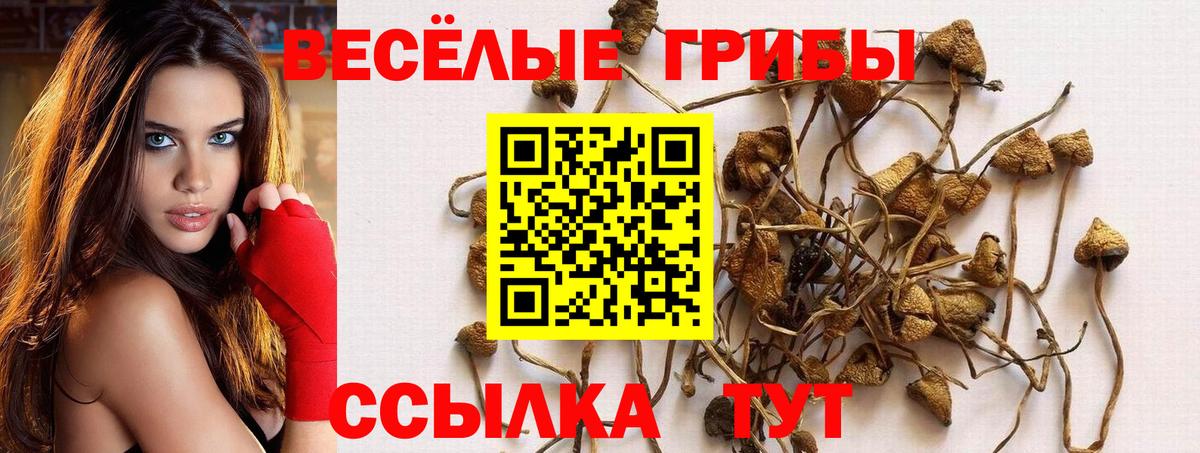 Галлюциногенные грибы Psilocybe Заводоуковск